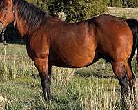 pepy-san-quarter-horse