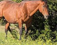 pepy-san-horse