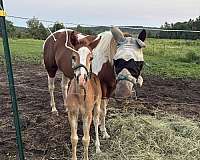 trade-filly