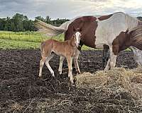 chestnut-pony-foal