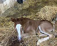 trade-stallion