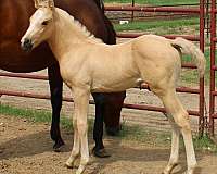 cool-morgan-horse