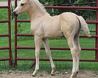 options-morgan-horse