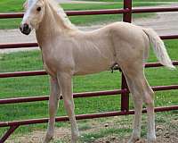 popular-morgan-horse