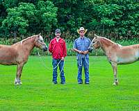 workin-haflinger-horse