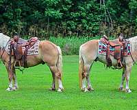 all-around-haflinger-horse