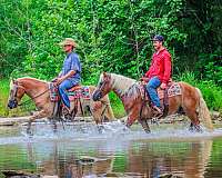 drill-team-haflinger-horse