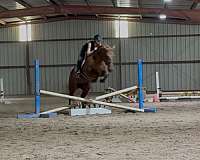 red-dun-pole-pony