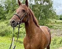 red-dun-jumper-pony
