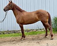 red-dun-eventing-pony