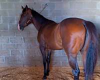 thoroughbred-filly