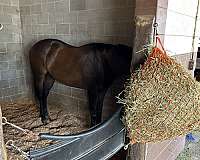 thoroughbred-horse-for-sale