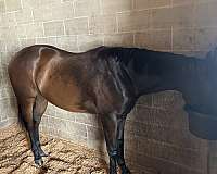 thoroughbred-horse