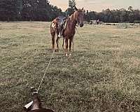 quarter-pony-filly