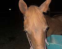 quarter-pony-for-sale