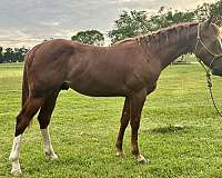 barrel-racing-quarter-horse