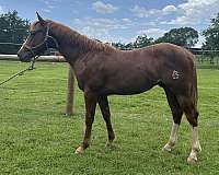 calf-roping-quarter-horse