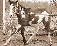 buckskin-overo-hunter-horse