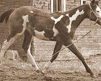 buckskin-overo-showmanship-horse