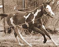 buckskin-overo-filly