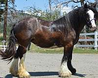 rear-gypsy-vanner-horse