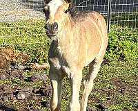 black-gypsy-vanner-filly