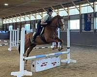 chestnut-blaze-horse