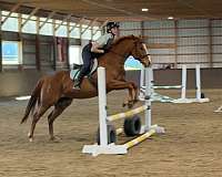 all-around-quarter-horse