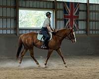 dressage-quarter-horse