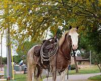 athletic-pony