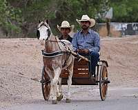 driving-pony