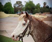 ranch-work-pony