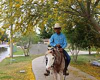 ranch-versatility-pony