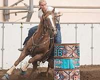 all-around-quarter-horse