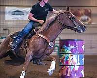 barrel-quarter-horse