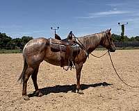 barrel-racing-quarter-horse