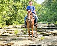 all-around-quarter-pony