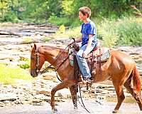 drill-team-quarter-pony