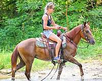 beginner-quarter-pony