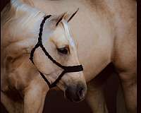 drill-team-quarter-horse