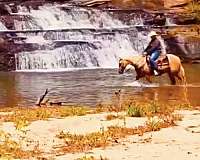 parade-quarter-horse