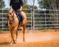 husband-safe-quarter-horse