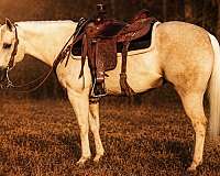 ranch-quarter-horse