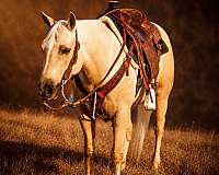 ranch-work-quarter-horse