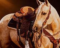 trail-quarter-horse