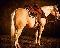 trail-riding-quarter-horse