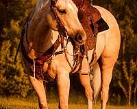 trained-quarter-horse