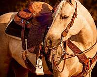 trick-quarter-horse