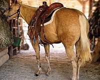 western-riding-quarter-horse