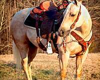 youth-quarter-horse